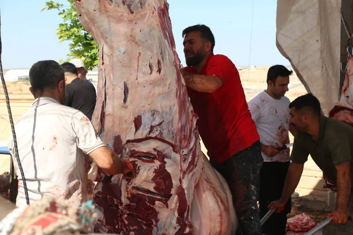 Şanlıurfa'da Umut Kervanı tarafından kurban kesimi gerçekleştirildi galeri görseli 6