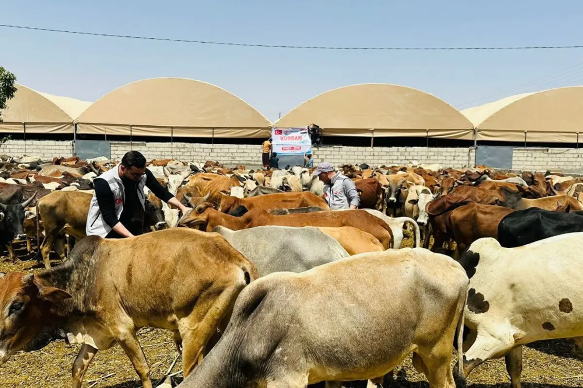 Yardım kuruluşları Yemen'de kurban eti kesimine başladı galeri görseli 6