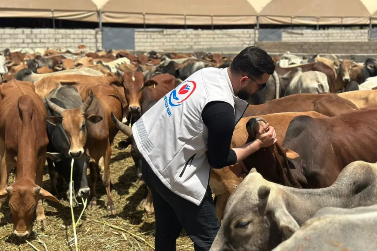 Yardım kuruluşları Yemen'de kurban eti kesimine başladı galeri görseli 5