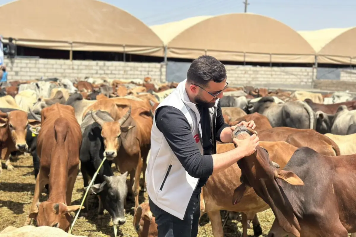 Yardım kuruluşları Yemen'de kurban eti kesimine başladı galeri görseli 1