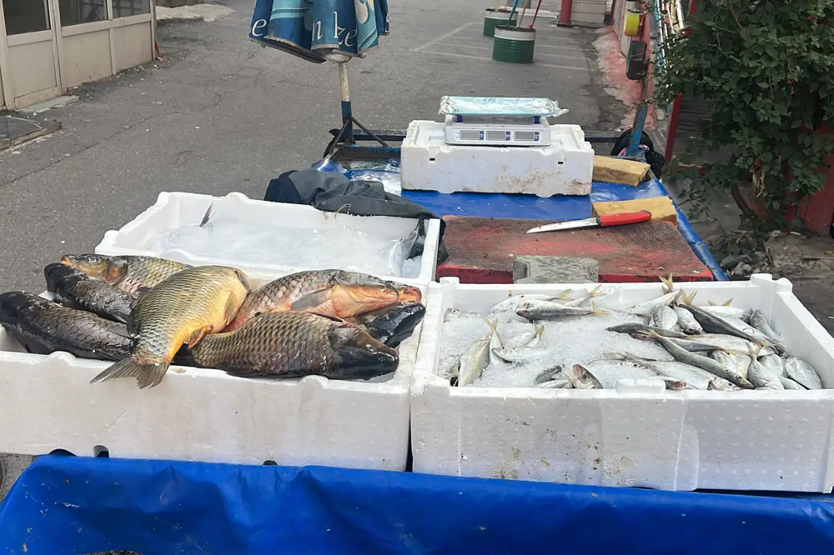 Batmanlı balıkçı, bir günlük balık satışını ihtiyaç sahiplerine bağışladı galeri görseli 2
