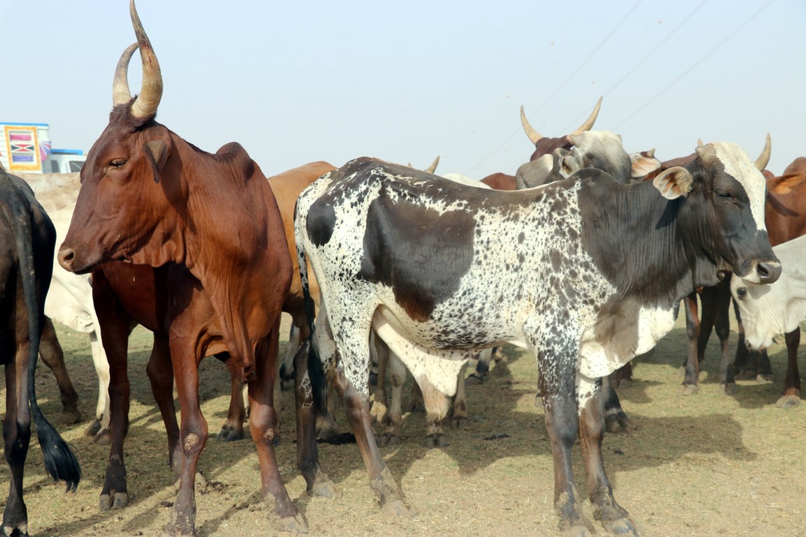 Afrika Kurban - Büyükbaş